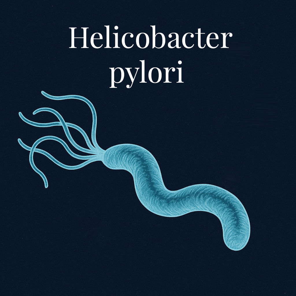 Schützt der Helicobacter pylori vor Allergien?
